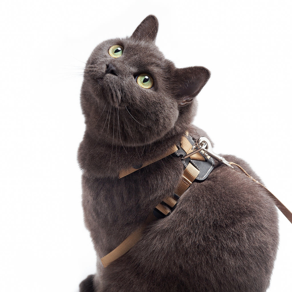 wee Lightweight Cat Harness
