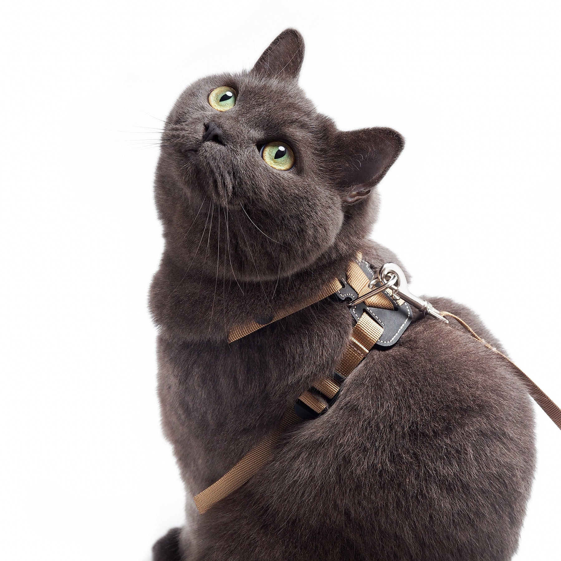 wee Lightweight Cat Harness